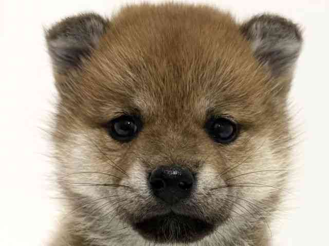 大阪府の柴犬(標準サイズ) (ひごペットフレンドリーくずはモール店/2025年10月18日生まれ/女の子/赤)の子犬の1枚目の画像