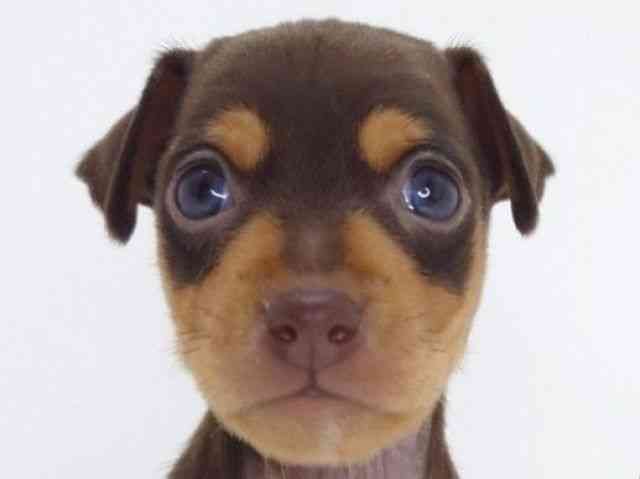 大阪府のミニチュアピンシャー (ひごペットフレンドリーいこらもーる泉佐野店/2025年10月18日生まれ/男の子/チョコレートタン)の子犬の1枚目の画像