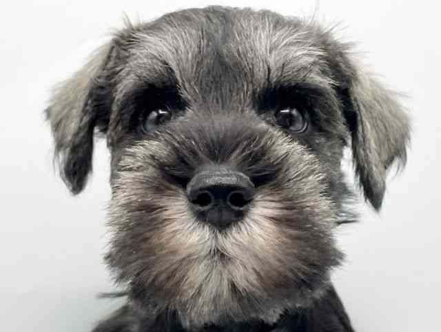 奈良県のミニチュアシュナウザー (ひごペットフレンドリートナリエ大和高田店/2025年10月17日生まれ/男の子/ソルトペッパー)の子犬の1枚目の画像