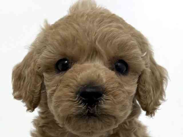 大阪府のトイプードル(トイ) (ひごペットフレンドリーベルファⅡ都島店/2025年10月17日生まれ/女の子/アプリコット)の子犬の1枚目の画像