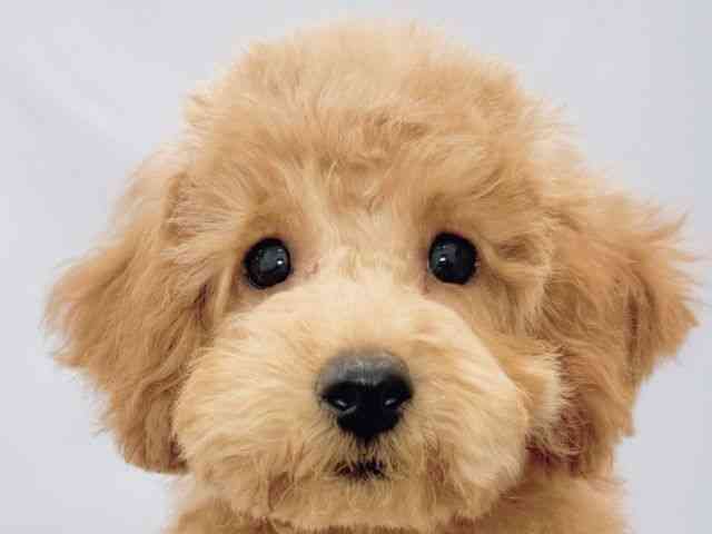 大阪府のトイプードル(トイ) (ひごペットフレンドリーイズミヤショッピングセンター千里丘店/2025年10月17日生まれ/女の子/レッド)の子犬の1枚目の画像