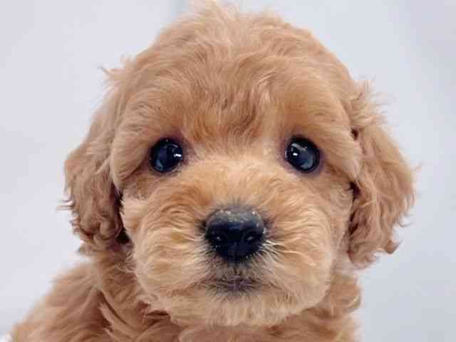 大阪府のトイプードル(トイ) (ひごペットフレンドリーイズミヤショッピングセンター千里丘店/2025年10月17日生まれ/女の子/レッド)の子犬の1枚目の画像