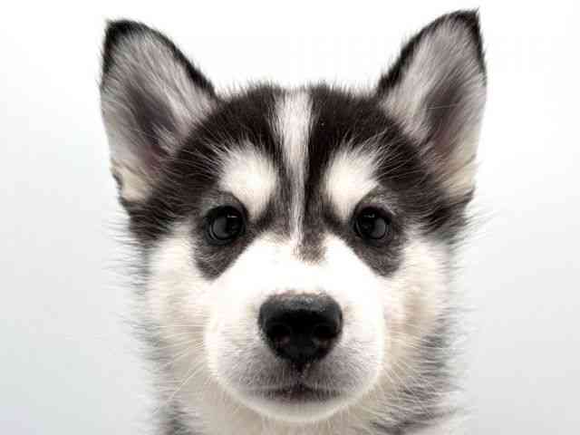 奈良県のシベリアンハスキー (ひごペットフレンドリー田原本店/2025年10月18日生まれ/女の子/ブラックホワイト)の子犬の1枚目の画像