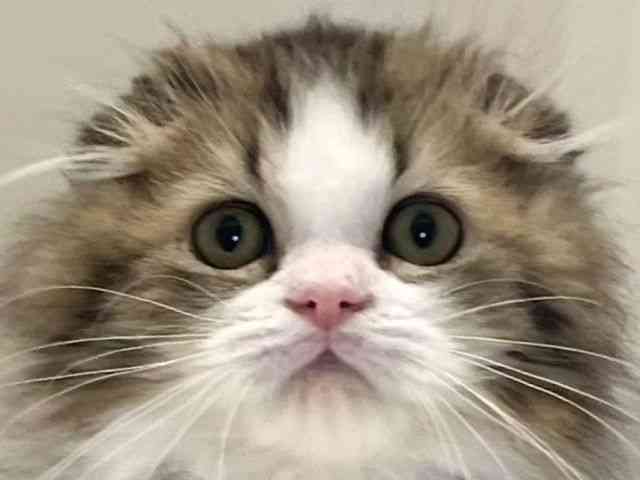 兵庫県のスコティッシュフォールド (ひごペットフレンドリーイトーヨーカドー明石店/2025年10月18日生まれ/男の子/ブラウンタビーホワイト)の子猫の1枚目の画像