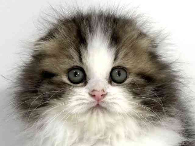 兵庫県のスコティッシュフォールド (ひごペットフレンドリーイトーヨーカドー明石店/2025年10月18日生まれ/男の子/ブラウンタビーホワイト)の子猫の1枚目の画像