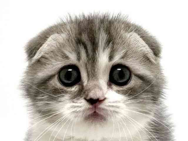 大阪府のスコティッシュフォールド (ひごペットフレンドリーアクロスプラザ住之江店/2025年10月18日生まれ/男の子/ブルータビーホワイト)の子猫の1枚目の画像