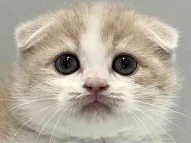 大阪府のスコティッシュフォールド (ひごペットフレンドリーセブンパーク天美店/2025年10月18日生まれ/男の子/クリームタビーホワイト)の子猫の1枚目の画像