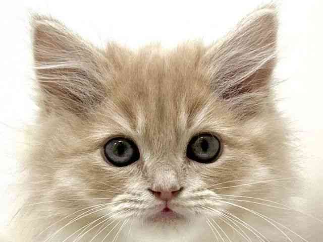 大阪府のサイベリアン (ひごペットフレンドリーアクロスプラザ住之江店/2025年10月18日生まれ/男の子/カメオタビー)の子猫の1枚目の画像