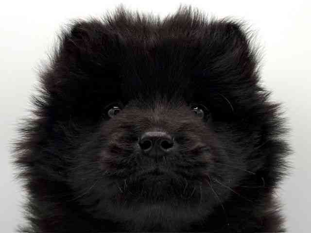 大阪府のチャウチャウ (ひごペットフレンドリーららぽーとEXPOCITY店/2025年10月17日生まれ/女の子/ブラック)の子犬の1枚目の画像