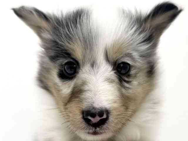 大阪府のシェットランドシープドッグ (ひごペットフレンドリーくずはモール店/2025年10月17日生まれ/女の子/ブルーマール)の子犬の1枚目の画像