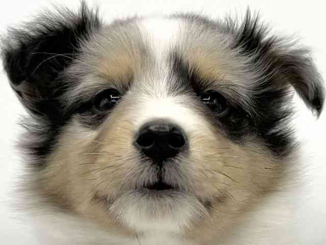 大阪府のシェットランドシープドッグ (ひごペットフレンドリーららぽーとEXPOCITY店/2025年10月17日生まれ/男の子/ブルーマール)の子犬の1枚目の画像