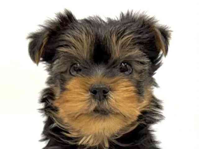 愛知県のヨークシャーテリア (ひごペットフレンドリーヴィアモール アピタ江南西店/2025年10月17日生まれ/男の子/スチールブルータン)の子犬の1枚目の画像