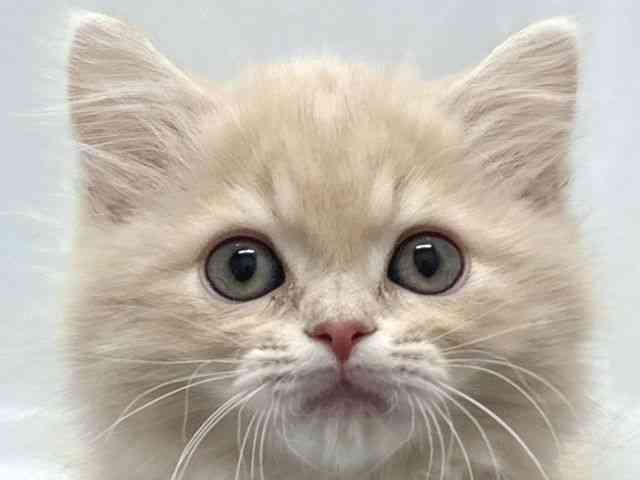 京都府のマンチカン (ひごペットフレンドリー京都店/2025年10月3日生まれ/男の子/クリームタビー)の子猫の1枚目の画像