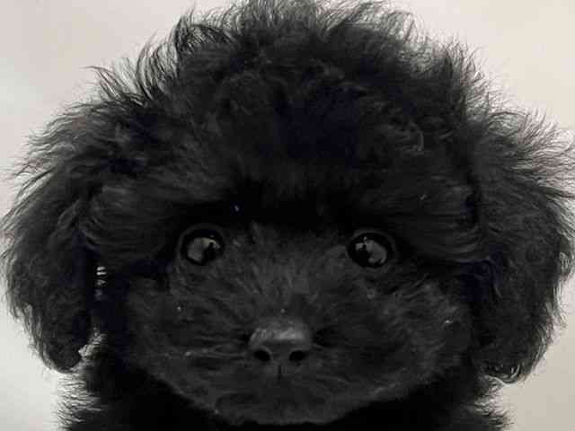 和歌山県のトイプードル(トイ) (ひごペットフレンドリーパームシティ和歌山店/2025年10月18日生まれ/女の子/ブラック)の子犬の1枚目の画像