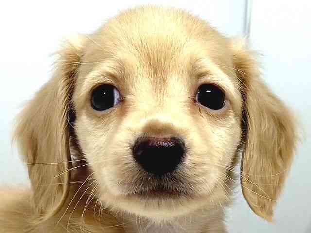 奈良県のカニンヘンダックスフンド(ロング) (ひごペットフレンドリー奈良パワーシティ店/2025年10月19日生まれ/男の子/イエロー)の子犬の1枚目の画像