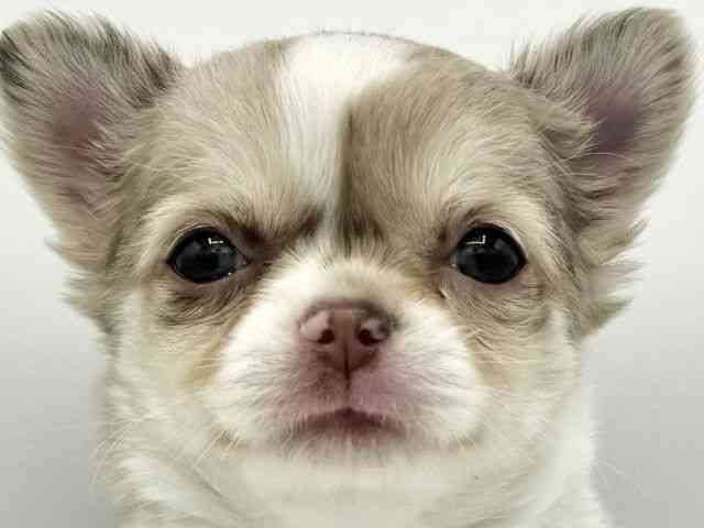 大阪府のチワワ(ロング) (ひごペットフレンドリーららぽーとEXPOCITY店/2025年10月18日生まれ/女の子/チョコレートマールホワイト)の子犬の1枚目の画像