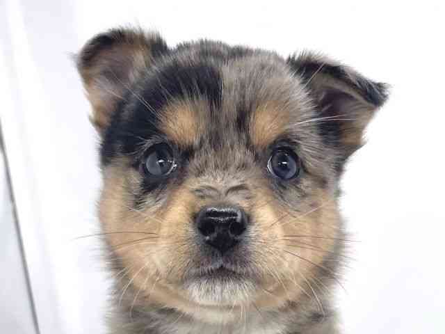 兵庫県のチワ柴/柴チワ/チワシバ(チワワ×柴) (ひごペットフレンドリーイオンタウン加古川店/2025年10月18日生まれ/男の子/ブルーマール)の子犬の1枚目の画像