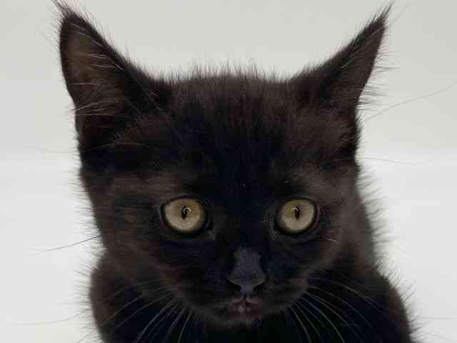 島根県のマンチカン (ひごペットフレンドリーイオンモール出雲店/2025年10月17日生まれ/男の子/ブラックスモーク)の子猫の1枚目の画像