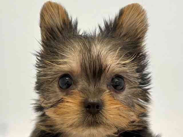 京都府のヨークシャーテリア (ひごペットフレンドリー京都店/2025年10月18日生まれ/女の子/スチールブルータン)の子犬の1枚目の画像