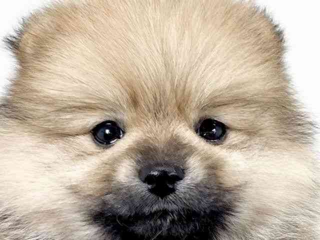 京都府のポメラニアン (ひごペットフレンドリーイズミヤショッピングセンター八幡店/2025年10月18日生まれ/男の子/オレンジ)の子犬の1枚目の画像