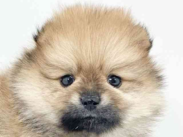 京都府のポメラニアン (ひごペットフレンドリーイズミヤショッピングセンター八幡店/2025年10月18日生まれ/男の子/オレンジ)の子犬の1枚目の画像