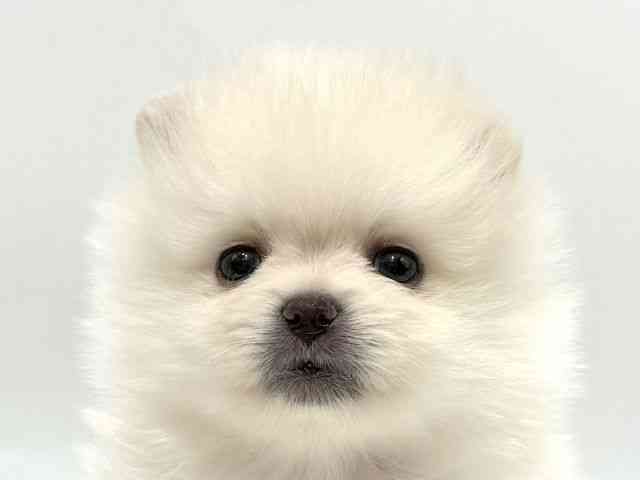 愛知県のポメラニアン (ひごペットフレンドリーヴィアモール アピタ江南西店/2025年10月19日生まれ/男の子/クリーム)の子犬の1枚目の画像