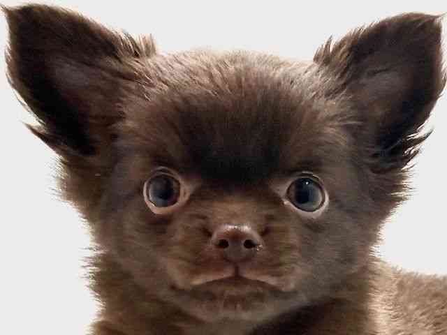 大阪府のポメチワ/チワポメ/ポメチー(ポメラニアン×チワワ) (ひごペットフレンドリー東淀川店/2025年10月18日生まれ/女の子/チョコレート)の子犬