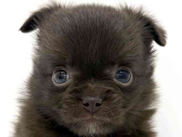 大阪府のポメチワ/チワポメ/ポメチー(ポメラニアン×チワワ) (ひごペットフレンドリーくずはモール店/2025年10月18日生まれ/男の子/チョコレートホワイト)の子犬の1枚目の画像