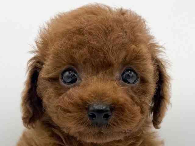 大阪府のトイプードル(トイ) (ひごペットフレンドリーららぽーとEXPOCITY店/2025年10月19日生まれ/男の子/レッド)の子犬の1枚目の画像