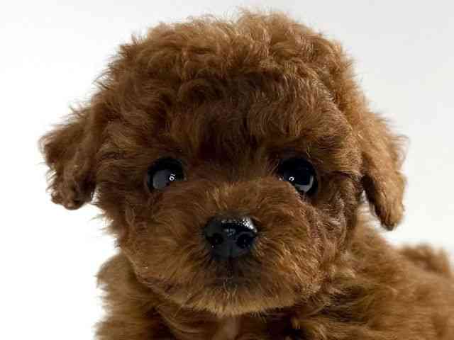 兵庫県のトイプードル(トイ) (ひごペットフレンドリーイトーヨーカドー明石店/2025年10月19日生まれ/女の子/レッド)の子犬の1枚目の画像