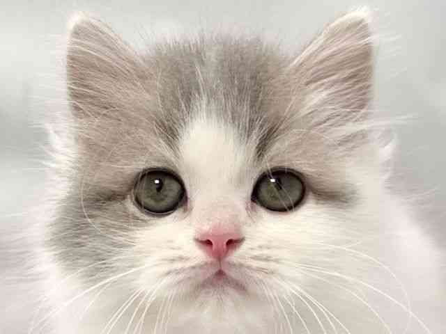 大阪府のサイベリアン (ひごペットフレンドリー堺プラットプラット店/2025年10月18日生まれ/男の子/ブルーホワイト)の子猫