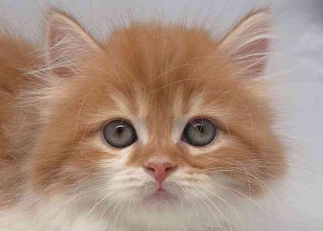 鳥取県のサイベリアン (ひごペットフレンドリーイオンモール鳥取北店/2025年10月18日生まれ/男の子/レッドタビーホワイト)の子猫の1枚目の画像