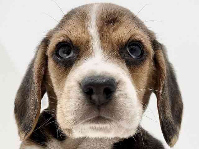 奈良県のビーグル (ひごペットフレンドリーイオンモール橿原ウエスト・ビレッジ店/2025年10月18日生まれ/男の子/ブラックホワイトタン)の子犬の1枚目の画像