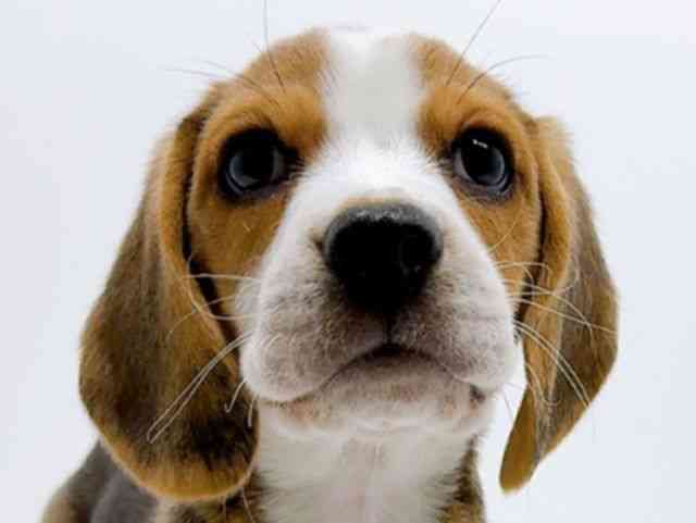 広島県のビーグル (ひごペットフレンドリーフジグラン神辺店/2025年10月18日生まれ/男の子/ブラックホワイトタン)の子犬の1枚目の画像