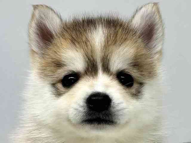 大阪府のポンスキー(ポメラニアン×シベリアンハスキー) (ひごペットフレンドリーセブンパーク天美店/2025年10月18日生まれ/女の子/レッドホワイト)の子犬の1枚目の画像