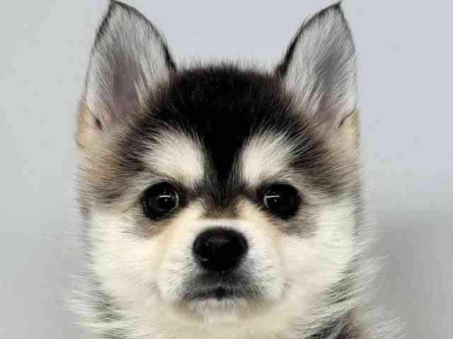 大阪府のポンスキー(ポメラニアン×シベリアンハスキー) (ひごペットフレンドリーセブンパーク天美店/2025年10月18日生まれ/女の子/ブラックホワイト)の子犬の1枚目の画像