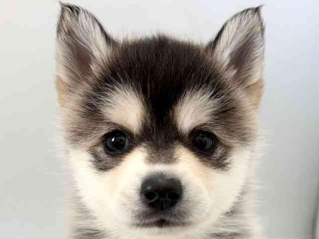 京都府のポンスキー(ポメラニアン×シベリアンハスキー) (ひごペットフレンドリー京都店/2025年10月18日生まれ/女の子/ブラックホワイト)の子犬の1枚目の画像