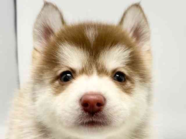 大阪府のポンスキー(ポメラニアン×シベリアンハスキー) (ひごペットフレンドリーイオンタウン豊中庄内店/2025年10月18日生まれ/男の子/チョコレートホワイト)の子犬の1枚目の画像