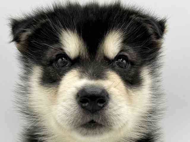 大阪府のアラスカンマラミュート (ひごペットフレンドリーららぽーとEXPOCITY店/2025年10月19日生まれ/男の子/ブラックホワイト)の子犬の1枚目の画像