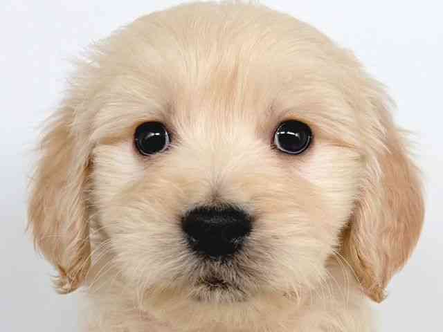 大阪府のゴールデンドゥードゥル(ゴールデン×プードル) (ひごペットフレンドリー瓜破店/2025年10月19日生まれ/男の子/クリーム)の子犬の1枚目の画像