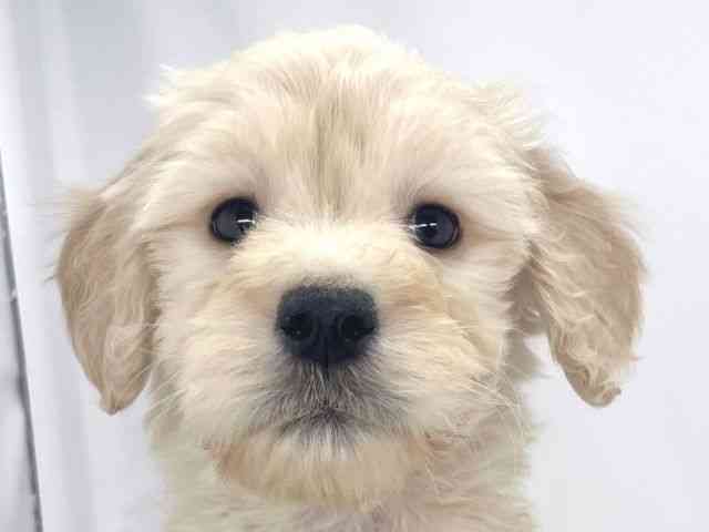 兵庫県のゴールデンドゥードゥル(ゴールデン×プードル) (ひごペットフレンドリーイオンタウン加古川店/2025年10月19日生まれ/男の子/クリーム)の子犬の1枚目の画像
