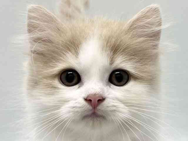 京都府のサイベリアン (ひごペットフレンドリー京都店/2025年10月18日生まれ/男の子/クリームホワイト)の子猫の1枚目の画像