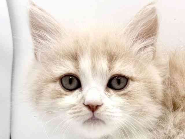 大阪府のサイベリアン (ひごペットフレンドリーみのおキューズモール店/2025年10月18日生まれ/男の子/クリームホワイト)の子猫の1枚目の画像