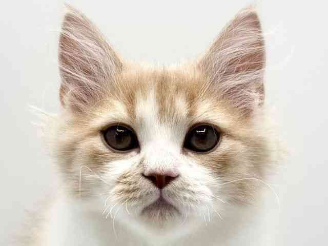 大阪府のサイベリアン (ひごペットフレンドリーみのおキューズモール店/2025年10月18日生まれ/男の子/クリームホワイト)の子猫の1枚目の画像