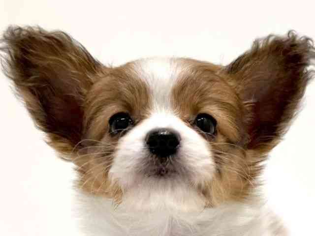 大阪府のパピヨン (ひごペットフレンドリーイオン高槻店/2025年10月18日生まれ/女の子/ホワイトブラウン)の子犬の1枚目の画像