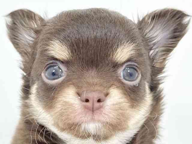 京都府のチワワ(ロング) (ひごペットフレンドリーイズミヤショッピングセンター八幡店/2025年10月18日生まれ/女の子/チョコレートタンホワイト)の子犬の1枚目の画像