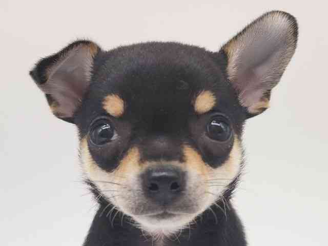 大阪府のチワワ(スムース) (ひごペットフレンドリー泉ヶ丘店/2025年10月18日生まれ/男の子/ブラックタンホワイト)の子犬の1枚目の画像