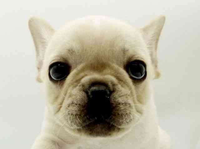 兵庫県のフレンチブルドッグ (ひごペットフレンドリーコロワ甲子園店/2025年10月18日生まれ/女の子/クリーム)の子犬の1枚目の画像