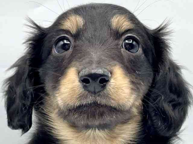 奈良県のミニチュアダックスフンド(ロング) (ひごペットフレンドリートナリエ大和高田店/2025年10月16日生まれ/女の子/ブラックタン)の子犬の1枚目の画像