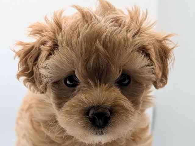 香川県のマルプー(マルチーズ×プードル) (ひごペットフレンドリーゆめタウン高松店/2025年10月18日生まれ/女の子/アプリコット)の子犬